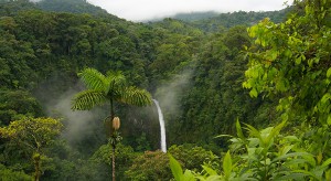 Jungle